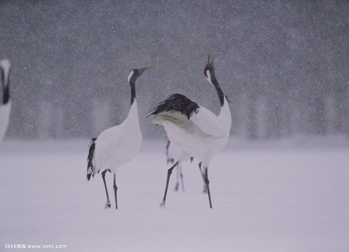 百日婚约，亿万总裁爱上我