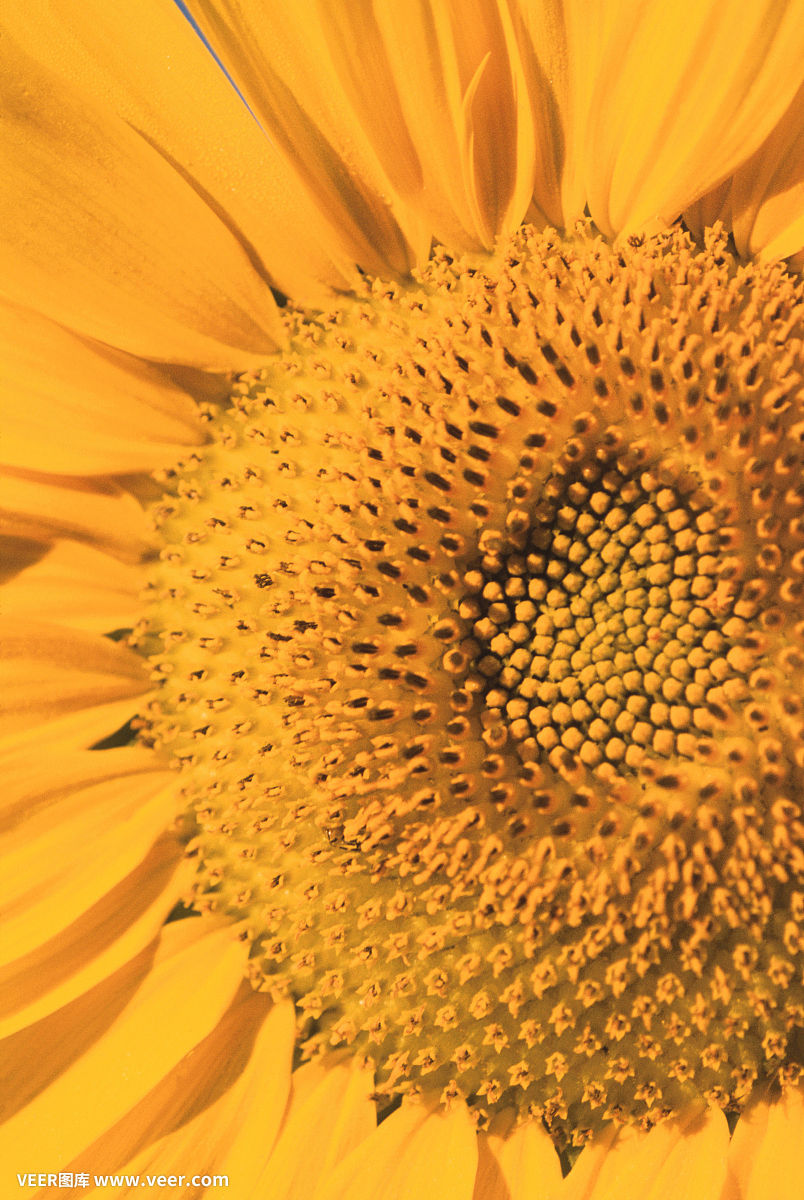 后来春眠不觉晓